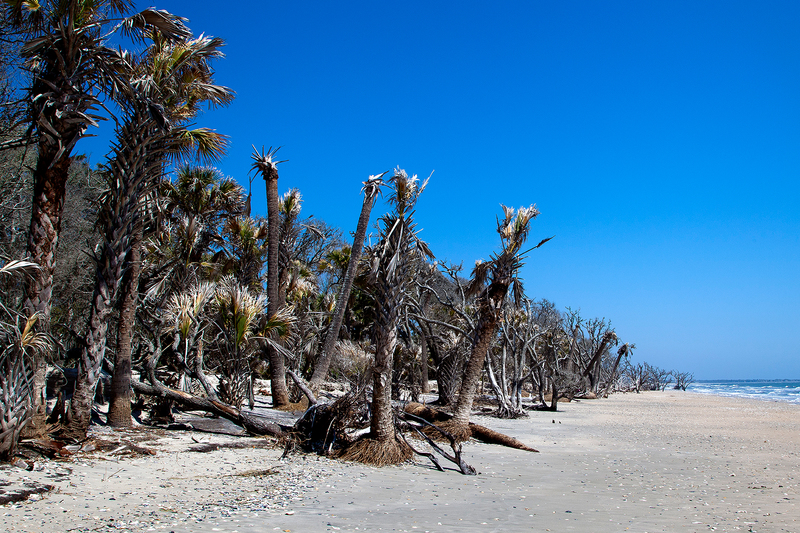 SC027.jpg :: Botany Bay Plantation shoreline

Edisto Island SC - Spring 2011