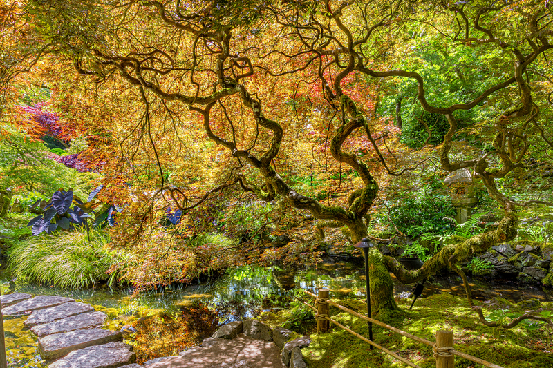 VC002.jpg :: Butchart Gardens - the Japanese Garden

Victoria, Vancouver Island - Summer 2022