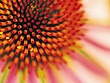 Flower.jpg
