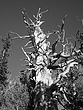 Sierraclimb07212.jpg