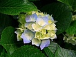 Hydrangeas2.jpg