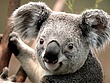 Koala1.jpg