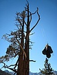 Sierraclimb070761.jpg