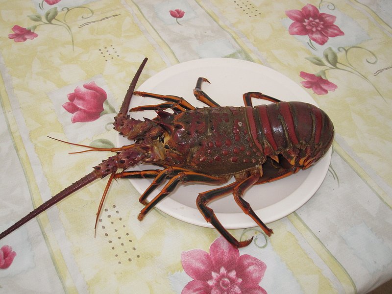 IMG_06551.jpg :: Live lobster the crew brought in at our request. Notice they don't have big claws like the Maine lobsters.