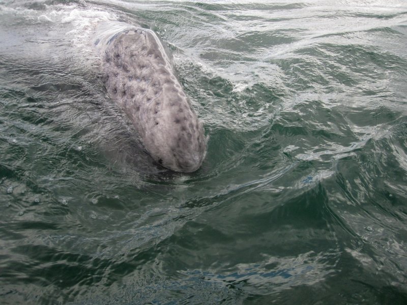 IMG_06741.jpg :: The same baby returning.                          
