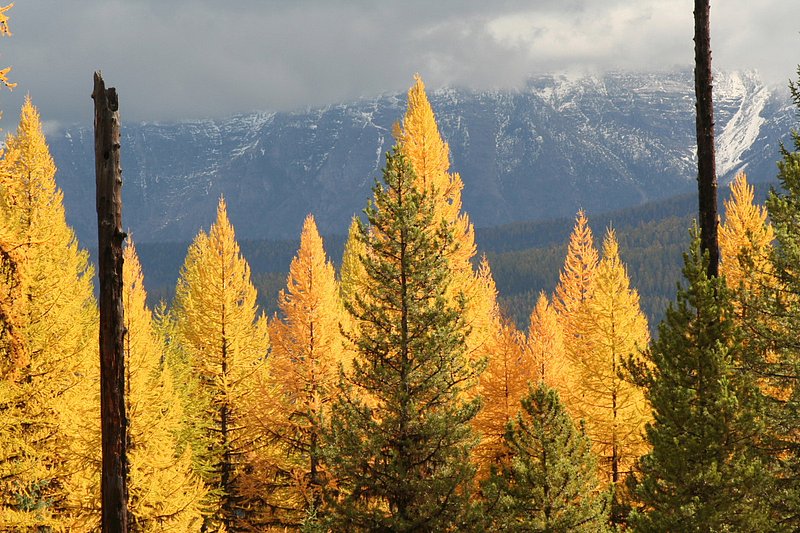 IMG_1890.jpg :: North Fork area, Flathead County
Winter is in the air with this background
10/11/07