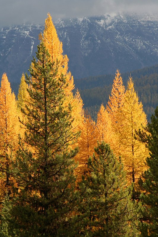 IMG_1891.jpg :: North Fork, Flathead County
Larch mixed with fir trees
10/11/07