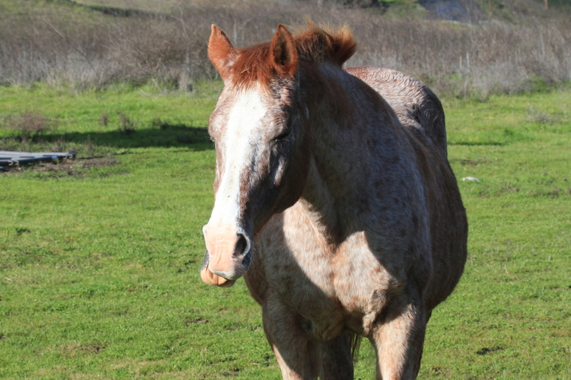 IMG_1903(1).jpg :: Fun watching this horse laugh and yawn