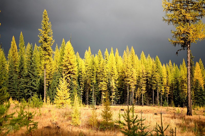 IMG_2168.jpg :: North Fork, Flathead County
The light was amazing with the approaching storm
Oct./07