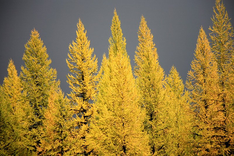 IMG_2170.jpg :: North Fork, Flathead County
Another example of needle progression before they fall
Oct./07