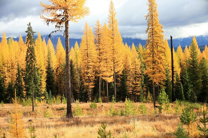 IMG_2335.jpg :: North Fork, Flathead County
I like the contrast of the golden color with the green of other species in this image
Oct./07