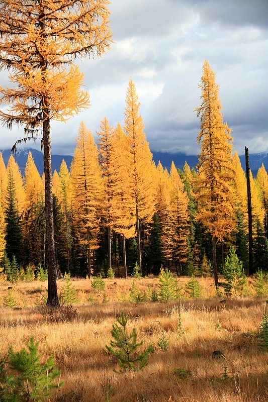 IMG_2338.jpg :: North Fork, Flathead County
This is a nice comparison of fir trees with larch, not only in color but size.
Oct./07