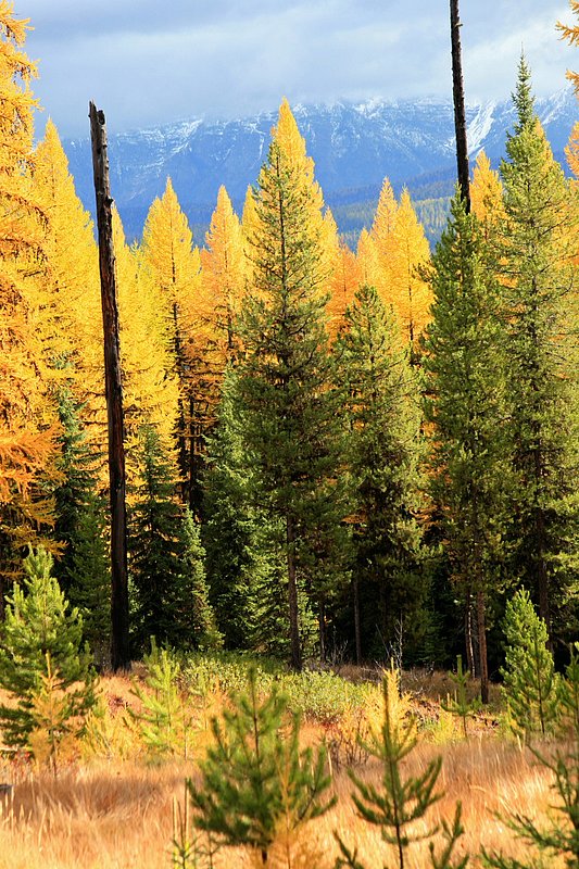 IMG_2339.jpg :: This shows winter is approaching and also reminds us of past fires with the snags, the new growth after the fire and the transition of the larch during this time of year. Oct./07