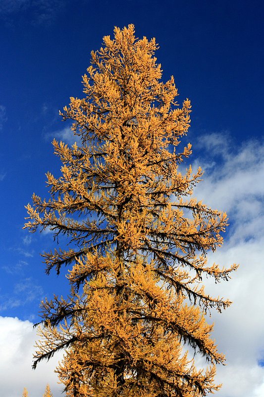 IMG_2343.jpg :: North Fork, Flathead County
The needles are a deeper color due to the late time of the transition.  Some needles have already blown off and give rise to the moss that often takes over larch trees. Oct./07