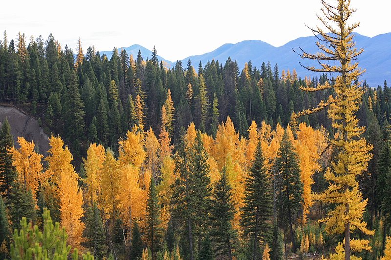 IMG_2376.jpg :: Glacier National Park
Larch create a lot of color in the fall compared to their neighbors the fir, lodgepoles and others
Oct./07