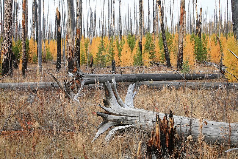 IMG_2385.jpg :: Glacier National Park
Larch are more resistant to fire than many trees so it's interesting to see them growing with logpoles and about the same size.  It must have been a very hot fire that came through.
Oct./07