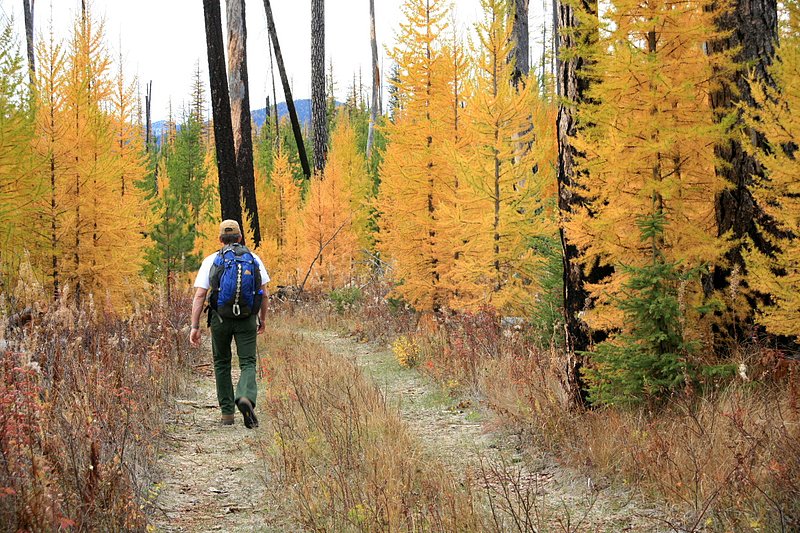 IMG_2386.jpg :: Glacier National Park
The hiker is Greg Evans.  I like the feel of seeing someone walking through the larch on a beautiful fall day...shows a size comparison too.
Oct./07