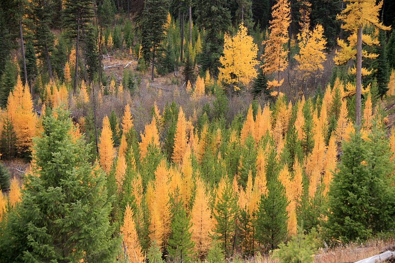 IMG_2387.jpg :: Glacier National Park
Mixing creates a layered affect
Oct./07