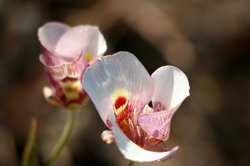 IMG_2683 maripoza lily.jpg
