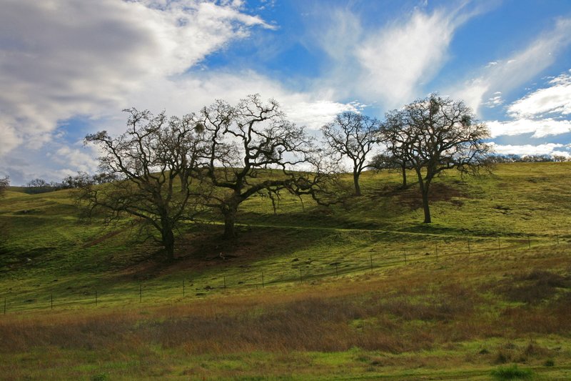 IMG_3893 Sunol Regional Wilderness.jpg