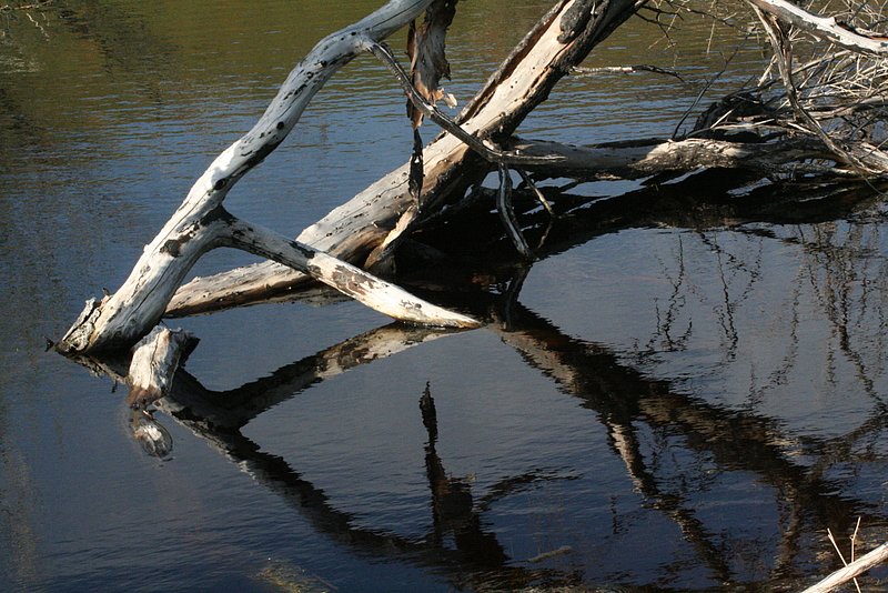 IMG_39921.jpg :: The evening light reflecting on the wheathered and aging branch.