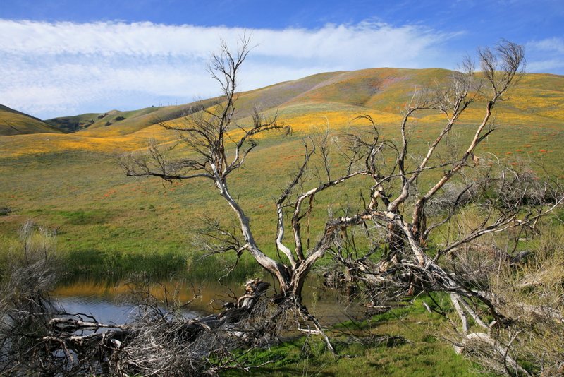 IMG_4804_e.jpg :: This beautiful pond was a nice foreground for the poppy covered hills.