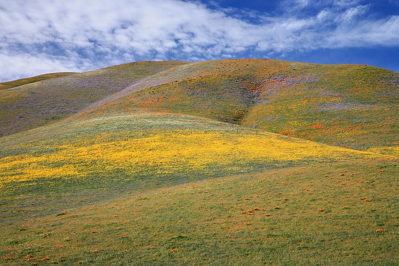 IMG_4807_e.jpg :: Hills like a Monet painting.