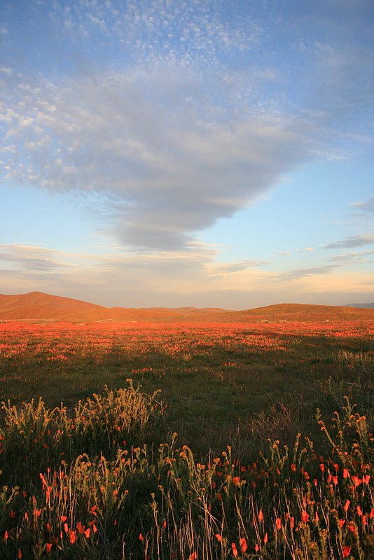 IMG_4817.jpg :: Incredible bright light prior to sunset in Antelope Valley.  