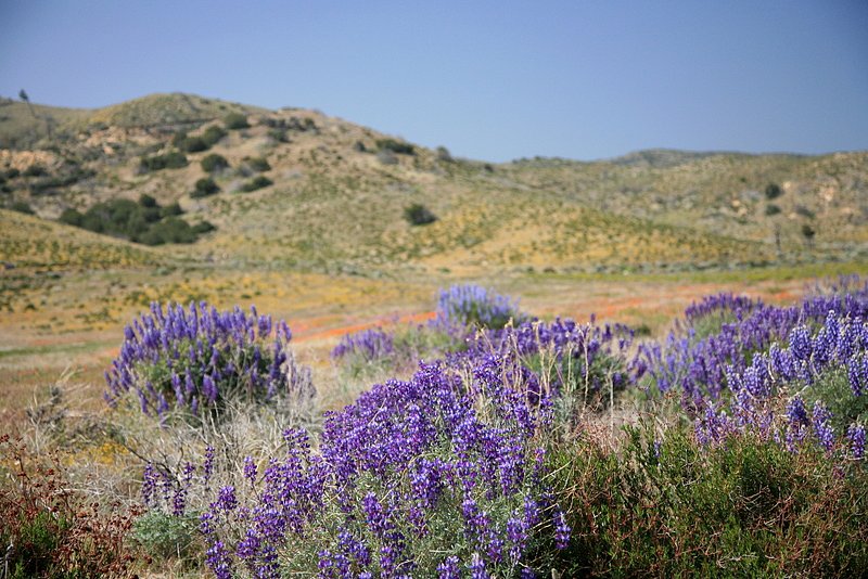IMG_4831.jpg :: Bush lupine