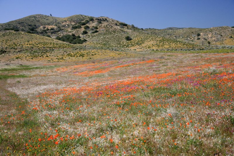 IMG_4832_e.jpg :: A variety of wildflowers, including owl clover, lupine, poppies.