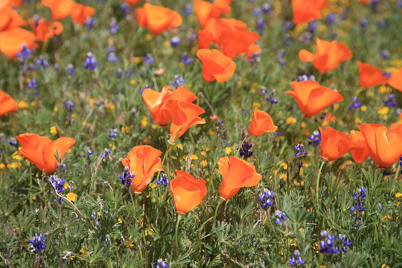 IMG_4843.jpg :: blankets of flowers