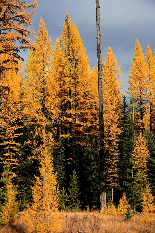 IMG_6839.jpg :: North Fork, Flathead County
The deeper color indicates the needles are close to falling
Oct./07