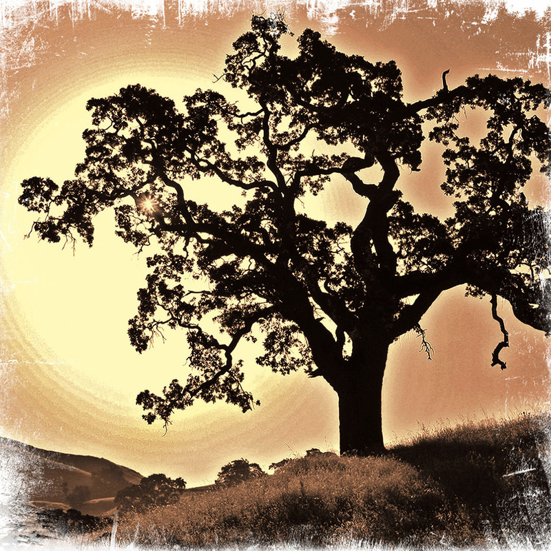 IMG_7550SignatureOak_NOTEXT(1).jpg