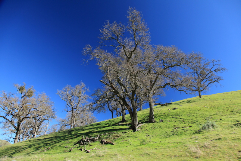 IMG_7917(1).jpg :: Spring has sprung