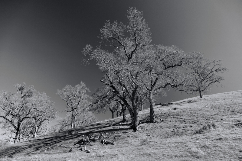 IMG_7917BW(1).jpg
