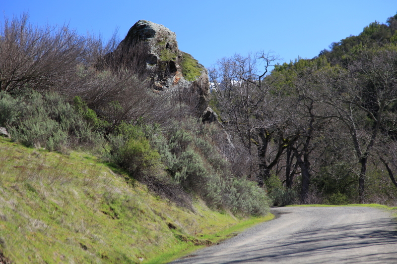 IMG_7983(1).jpg :: Unique Gorilla rock