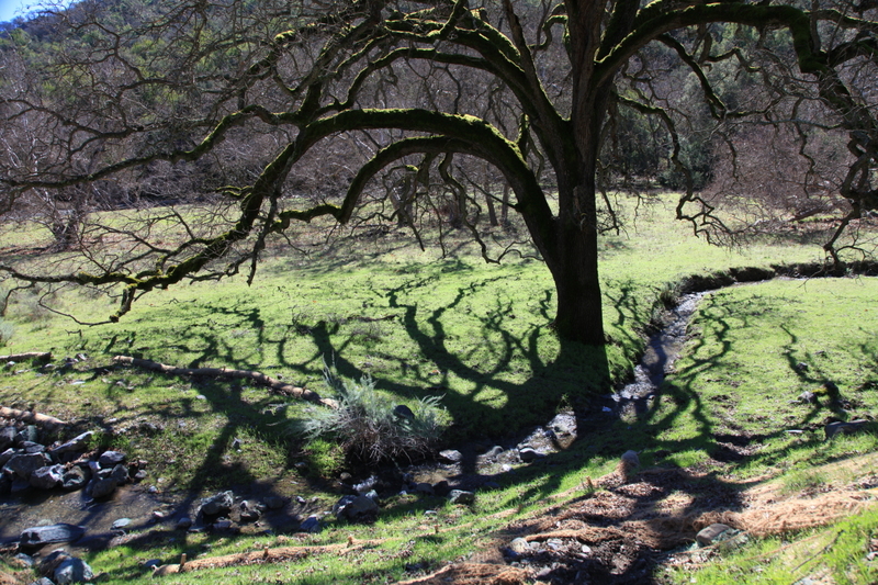 IMG_7986(1).jpg :: Beautiful oak shadows