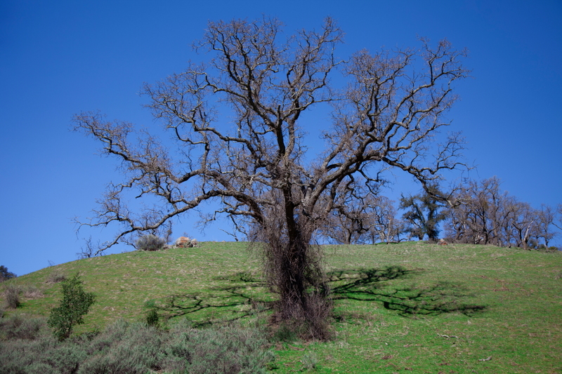 IMG_79981(1).jpg :: Shadow reflections