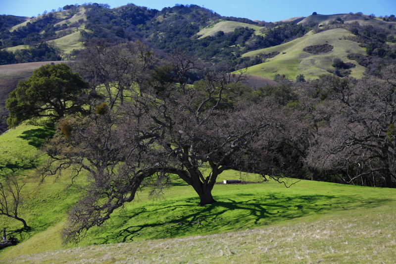 IMG_8001(1).jpg :: Shadows and lush green