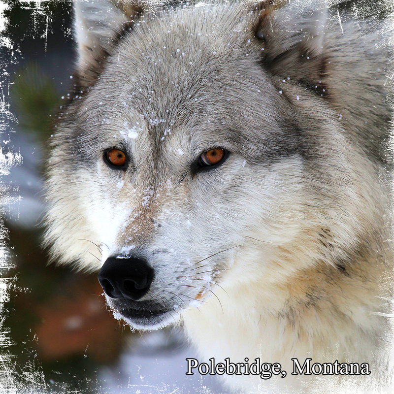 IMG_8164_wolf.jpg