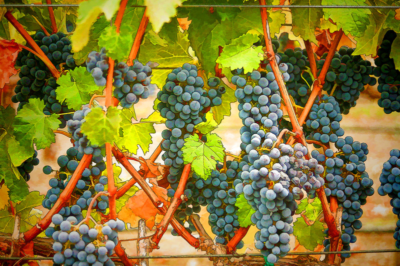 IMG_9141Vineyard(1).jpg