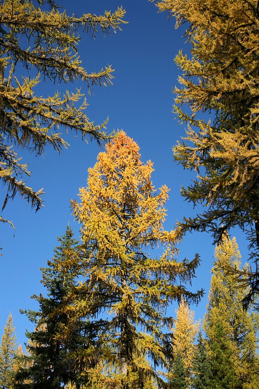 IMG_9262.jpg :: North Fork, Flathead County
The bright golden color of a larch against the deep blue sky
Oct./07