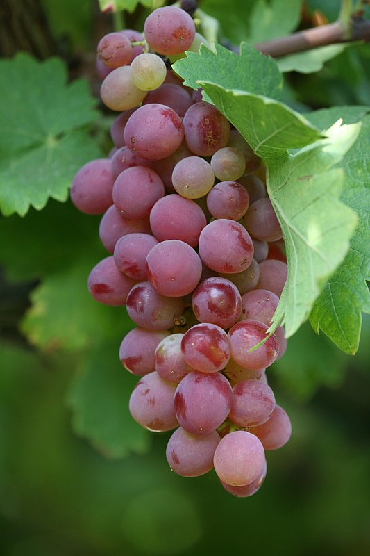 Vin_IMG_2049.jpg