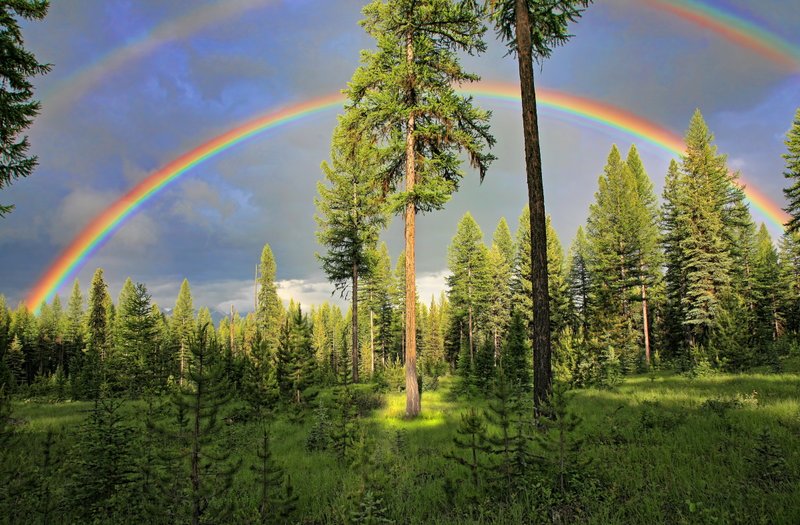 IMG_0234.jpg :: These spectacular rainbows remained visible for about an hour over the meadow at our cabin.  The light showcased our large larch tree.  It was amazing! This image will be matted, framed displayed in a gallery in Pleasanton, CA