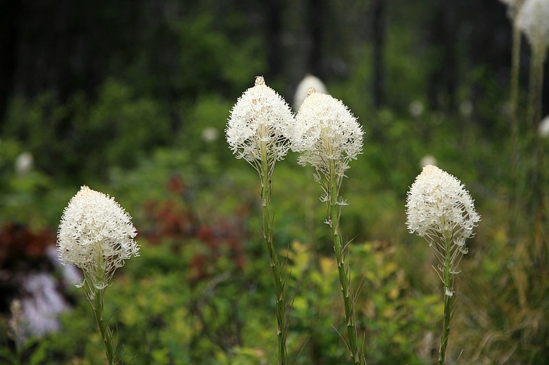 IMG_0244.jpg :: Bear grass.  Bears don't actually like it.