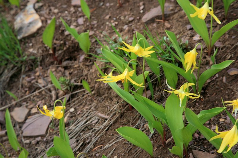 IMG_0246.jpg :: Glacier lilies are one of the first flowers to bloom when the snow melts.  