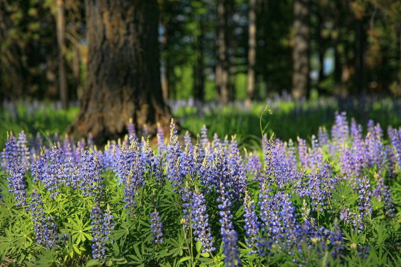 IMG_03211.jpg :: The purple lupine was spectacular this summer from all of the snow moisture.