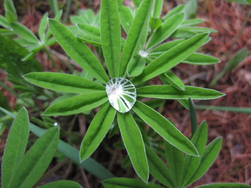 IMG_0864_Lupine_North Fork of the Flathead area.jpg