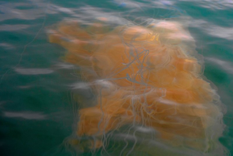 IMG_0991.jpg :: Jellyfish in the slough