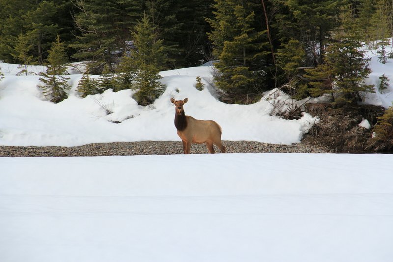 IMG_1495 -Elk walking down McDonald creek.jpg